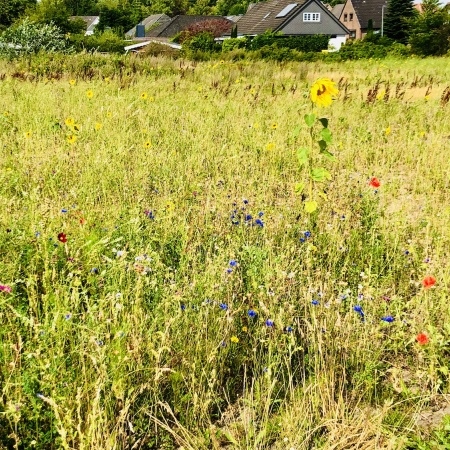 Größeres Bild ansehen